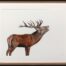 Living Art - Red Sovereign by Rachel Wild