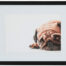 Living Art - Victoria Willcocks - Pug