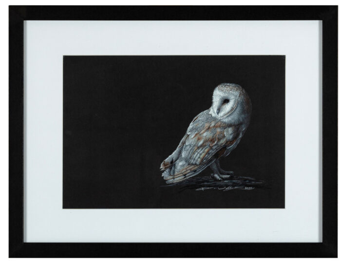 Living Art - Victoria Willcocks - Barn Owl