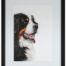 Living Art - Victoria Willcocks - Bernese Mountain Dog "Happy"