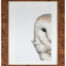 Living Art - Victoria Willcocks - Barn Owl "Watching"