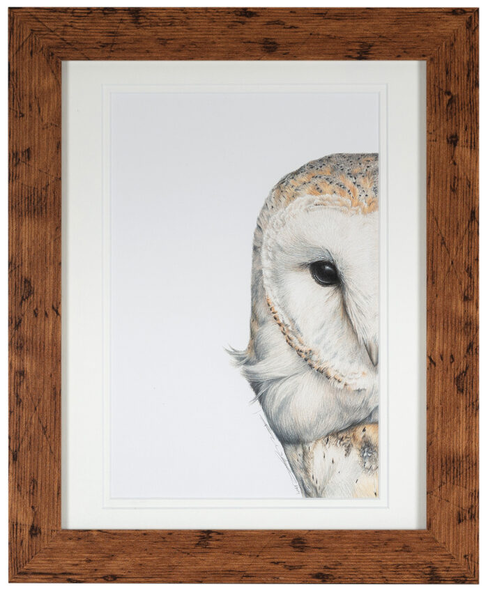 Living Art - Victoria Willcocks - Barn Owl "Watching"
