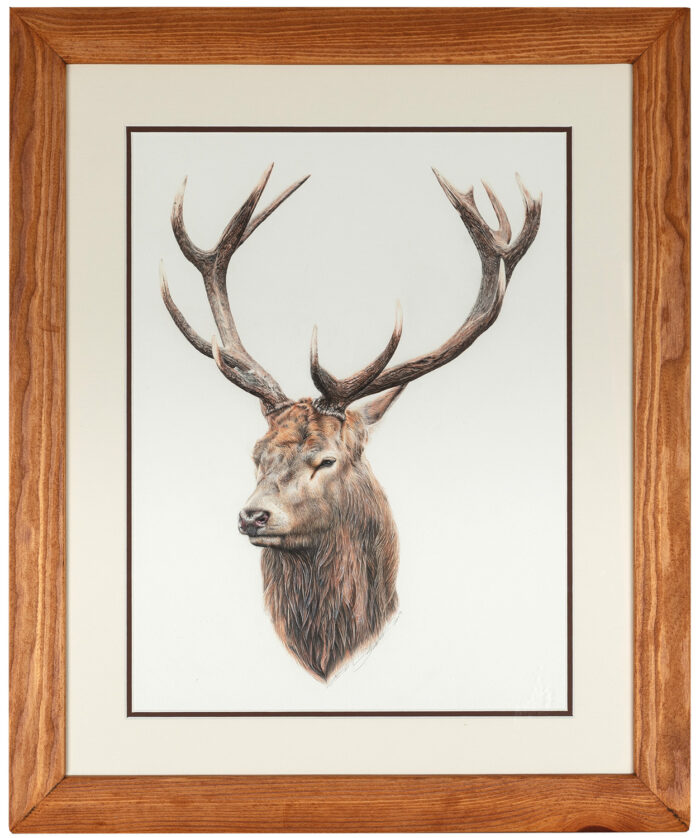 Living Art - Victoria Willcocks - Red Stag iii "Majestic"