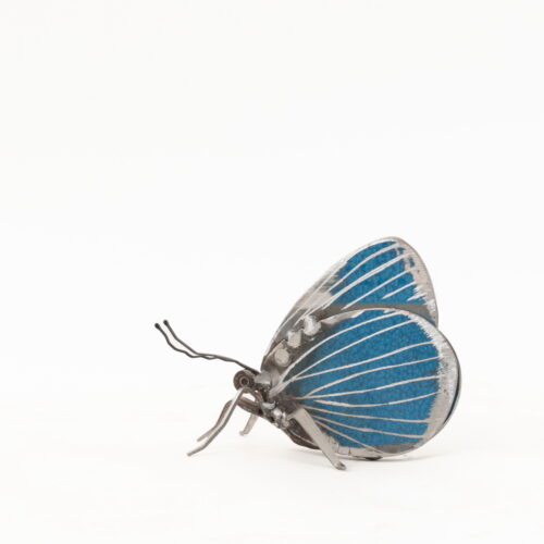 Living Art in Heddington - Holly Blue Butterfly by J.K. Brown